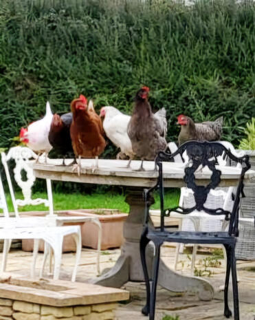 Des poussins sur notre table avant qu'ils ne retournent à leur Omlet!