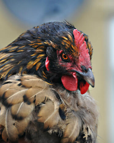 Gros plan sur un poulet