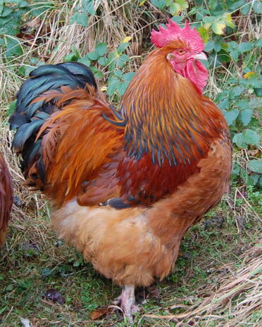 Charlie le coq de Columbian Orpington Buff