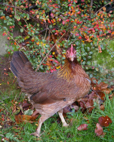 Poule d'été dans le jardin