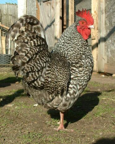 Coq Bantam Cuckoo Marans