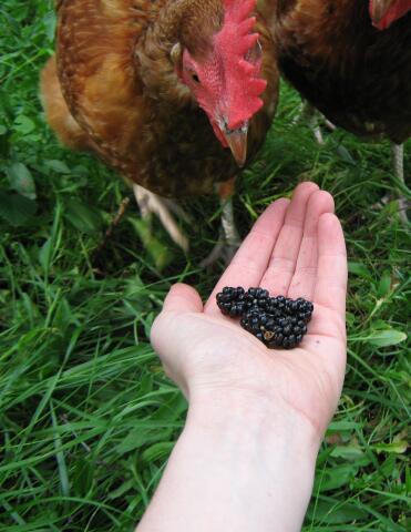 Poule tentée par les mûres en main