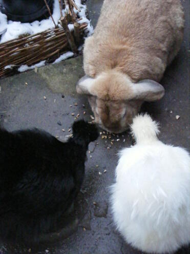 Un lapin et deux poulets mangeant sur le sol