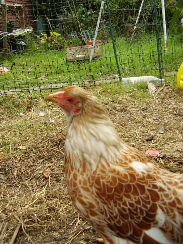 caramel. notre bantam wyandotte lacé chamois