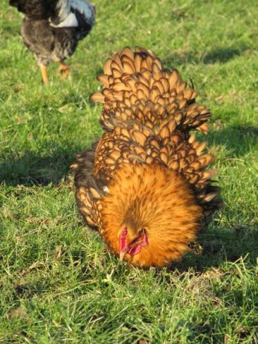 Un poulet qui cherche des vers dans l'herbe