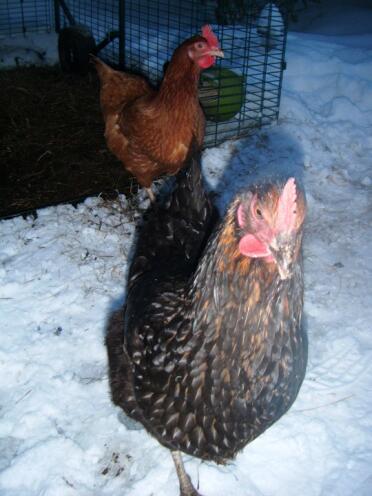 Poulets dans le Snow