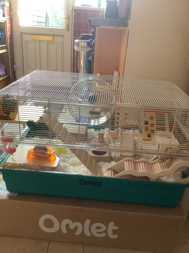 Remy hamster heureux dans sa nouvelle cage.