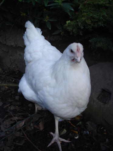 Poulet blanc