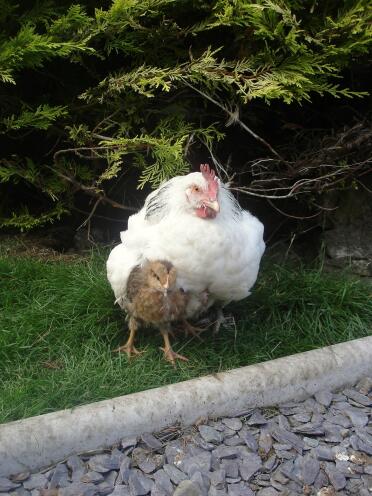 Deux poules dans le jardin