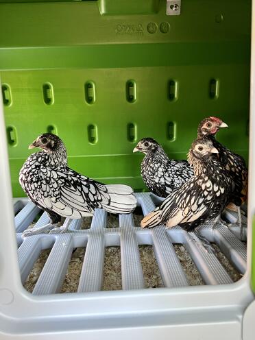 Nos 4 jeunes poules sebright dans leur Eglu Cube ! 