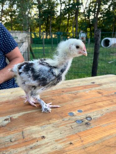 Beau coq de faverolle allemand