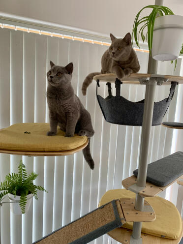 Fudge et teddy adorent leur arbre à chat et nous aimons pouvoir interagir avec eux à hauteur d'yeux. 