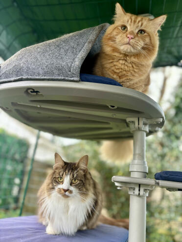 S'amuser dans notre arbre à chat extérieur