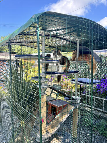 Journées d'été dans notre catio extérieur avec arbre à chat extérieur