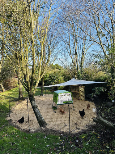 Les filles sont prêtes dans leur jardin d'hiver grâce à Omlet! 🐓 