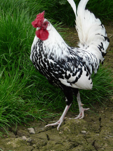 Mon coq