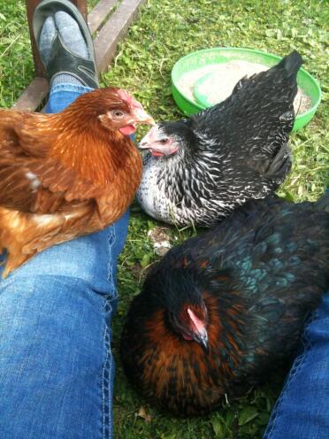 3 poulets dans le jardin assis sur des pattes