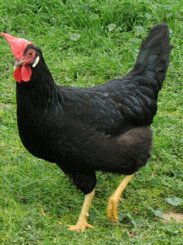 Blake le Leghorn noir