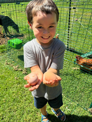 Nos premiers œufs trouvés par mon petit-fils dans ma nouvelle Omlet 