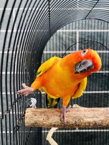 Rubii le conure soleil profite de son été