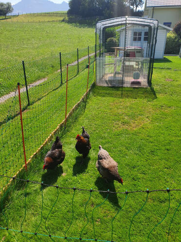 Des poules heureuses à la campagne