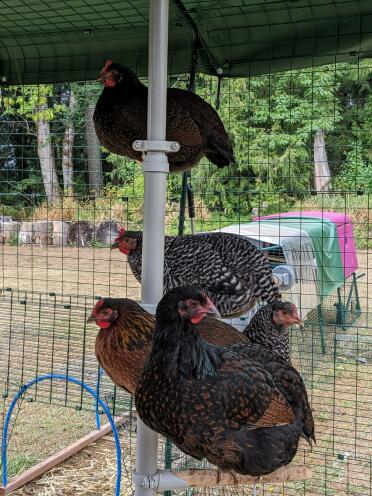 Filles sur un poteau