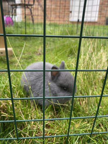 Otis dans le parc pour enfants