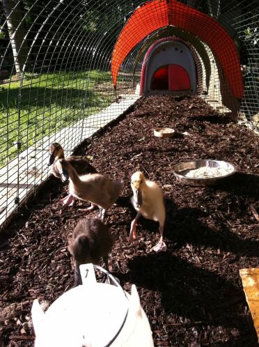 Indian Runner Ducklings s'installant dans leur Eglu