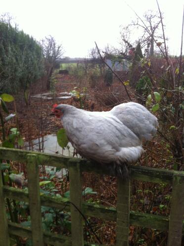 Betsy notre très adorable pekin à la lavande