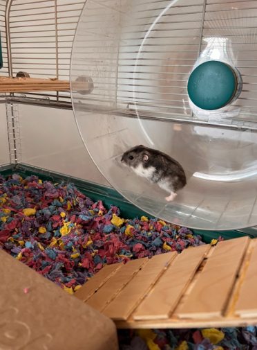 Notre hamster adore utiliser la grande roue dans sa cage !