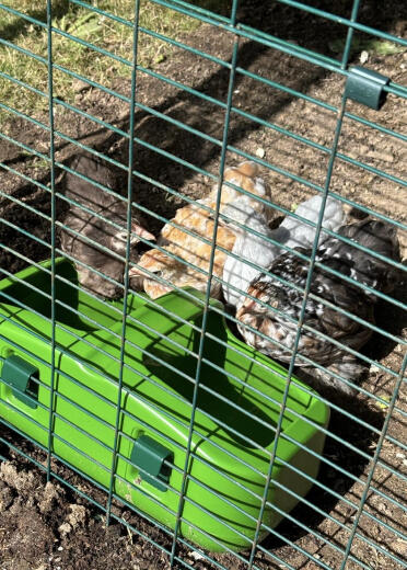 Nos quatre bantams pékinois en train de boire un verre !