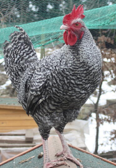 coq maran