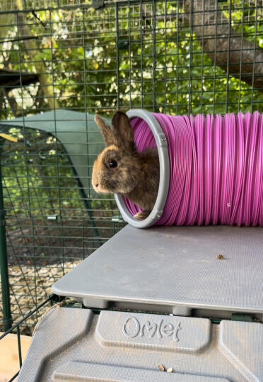 Daisy dans son nouveau tunnel préféré