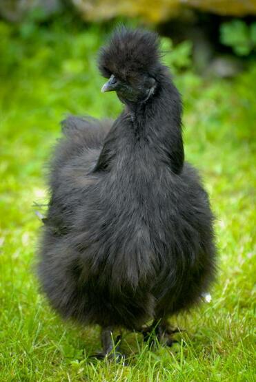 Poule en soie noire