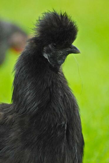 Poule en soie noire