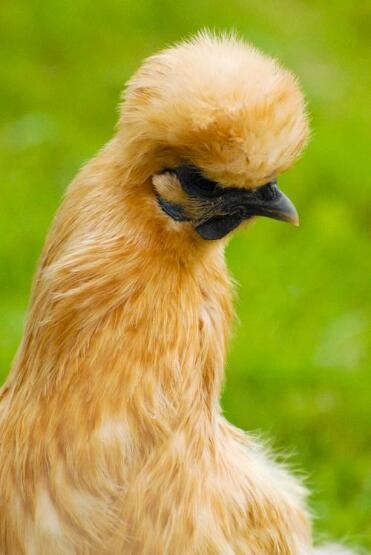 Poulet Silkie Buff