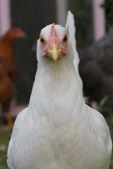 Poulet étoile blanche