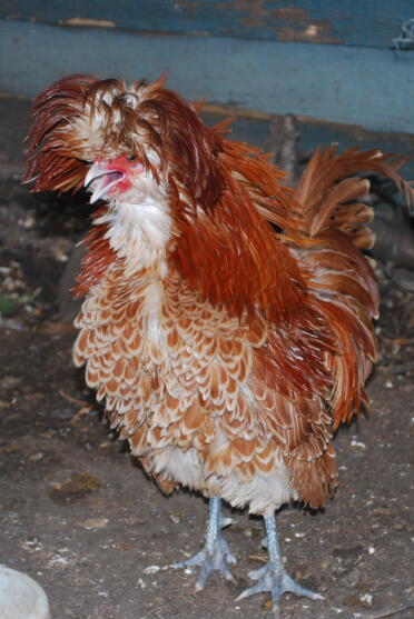 Frizzle Chamois Coq de Pologne