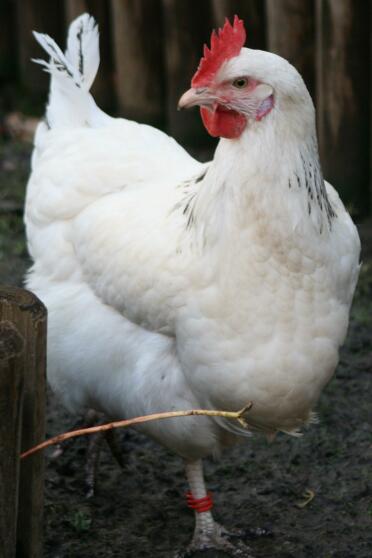 Poulet dans le jardin