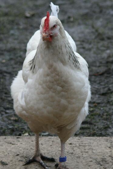 Poulet dans le jardin