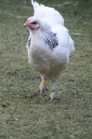 Poulet dans le jardin