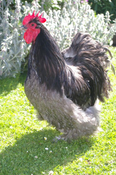 Poule orpington bleue posant dans le jardin