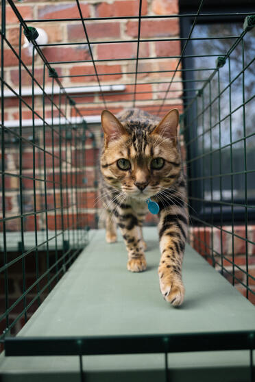 à l'intérieur du tunnel du catio !