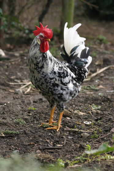 Poulet debout sur de la terre en liberté