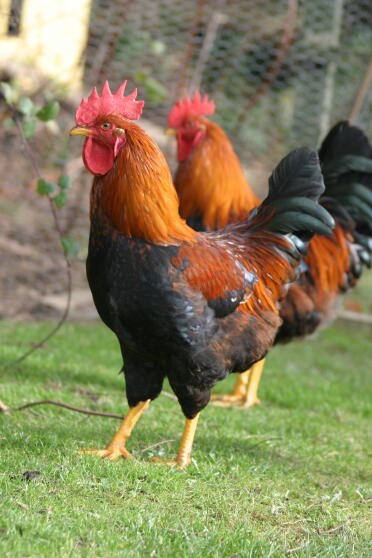 Poulets dans le jardin