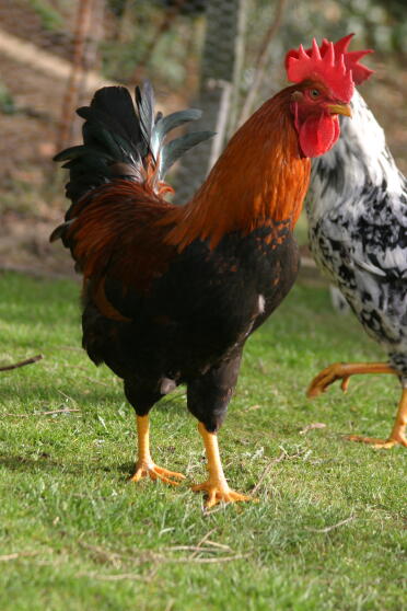 Poulets dans le jardin