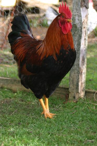 Coq en fuite