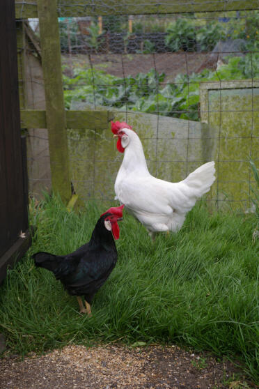 2 femelles leghorns debout sur l'herbe dans leur parcours.