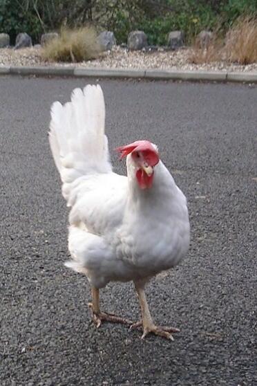 Poulet hybride étoile blanche sur la route