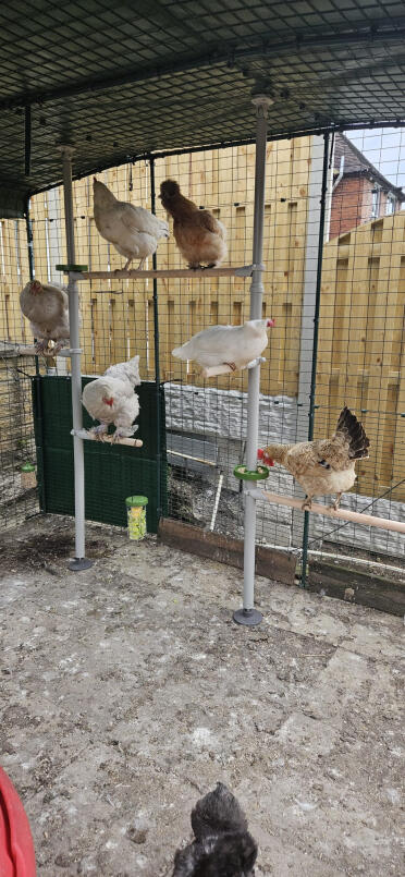 Arbre à poulets en pleine floraison